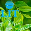 Ecological AIR-FRESHENER LIT 500 ml. Green Tea